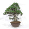 pinus pentaphylla 21020257