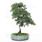 juniperus rigida ref: 210202514