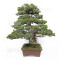 pin 5 aiguilles kokonoe ref 210202512