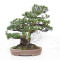 Pinus pentaphylla ref: 21020258