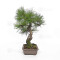 pinus densiflora ref : 210202511