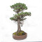 Pinus pentaphylla ref: 21020254