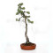 Pinus pentaphylla ref 21020255