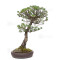 Pinus pentaphylla ref:21020256