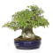 acer buergerianum ref: 18080233