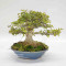 Acer buergerianum ref:25090251