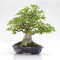 acer buergerianum ref: 25090252