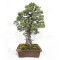 pinus pentaphylla ref: 25090254