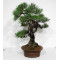 Pinus thunbergii ref: 28070262