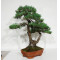 PINUS PENTAPHYLLA ref: 28070261