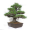 Pinus thunbergii ref: 16070261