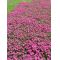 Set of 4 rhodohypoxis 2 apple blossom + 2 millioid