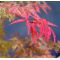 acer palmatum geisha gone's wild