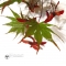 acer amoenum seeds sumi nagashi