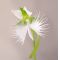 habenaria radiata white egret orchid 3 bulbs