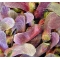 acer palmatum seeds osakazuki