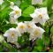 styrax japonicus bonsai ref: 20120134