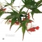 acer palmatum seeds variety 9001