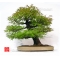 acer palmatum arakawa from seedling 1 liter pot