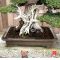 TAMAHI big SIZE ORGANIC BONSAI FERTILIZER