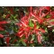 rhododendron kinsai ref : 23060171