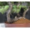 PT Pinus pentaphylla du Japon ref :21070173