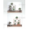 BONSAI FOCUS N° 93