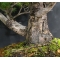 vendu Pinus pentaphylla du Japon ref : 19110171