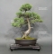 Pinus pentaphylla 7050182