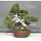 VENDU Juniperus chinensis itoigawa 25040185