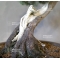 VENDU Juniperus chinensis 18050181