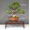 VENDU Juniperus chinensis itoigawa 18050183