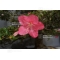 VENDU rhododendron juko ref 15060182