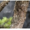 VENDU Pinus pentaphylla 6070184