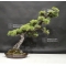 Pinus pentaphylla 6070186
