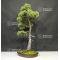 Pinus pentaphylla 25070182