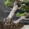 Pinus pentaphylla 13080182