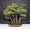 VENDU Pinus pentaphylla du Japon ref :10070172