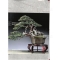 BONSAI FOCUS N° 106