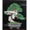 Bonsai focus magazine 109