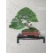 BONSAI FOCUS N° 110