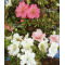 VENDU rhododendron variété kaho 4040205