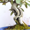 Pyracantha angustifolia ref:03050205