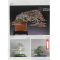 BONSAI FOCUS N° 113