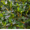 rhododendron chinzan ref : 4040202