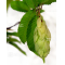 VENDU carpinus laxiflora 16100201