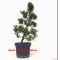 Pinus thunbergii "kotobuki" 35-40 cm.