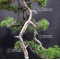 VENDU juniperus chinensis itoigawa ref 12090203