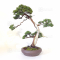 juniperus chinensis itoigawa ref: 20020213