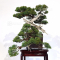juniperus chinensis itoigawa ref:20020214